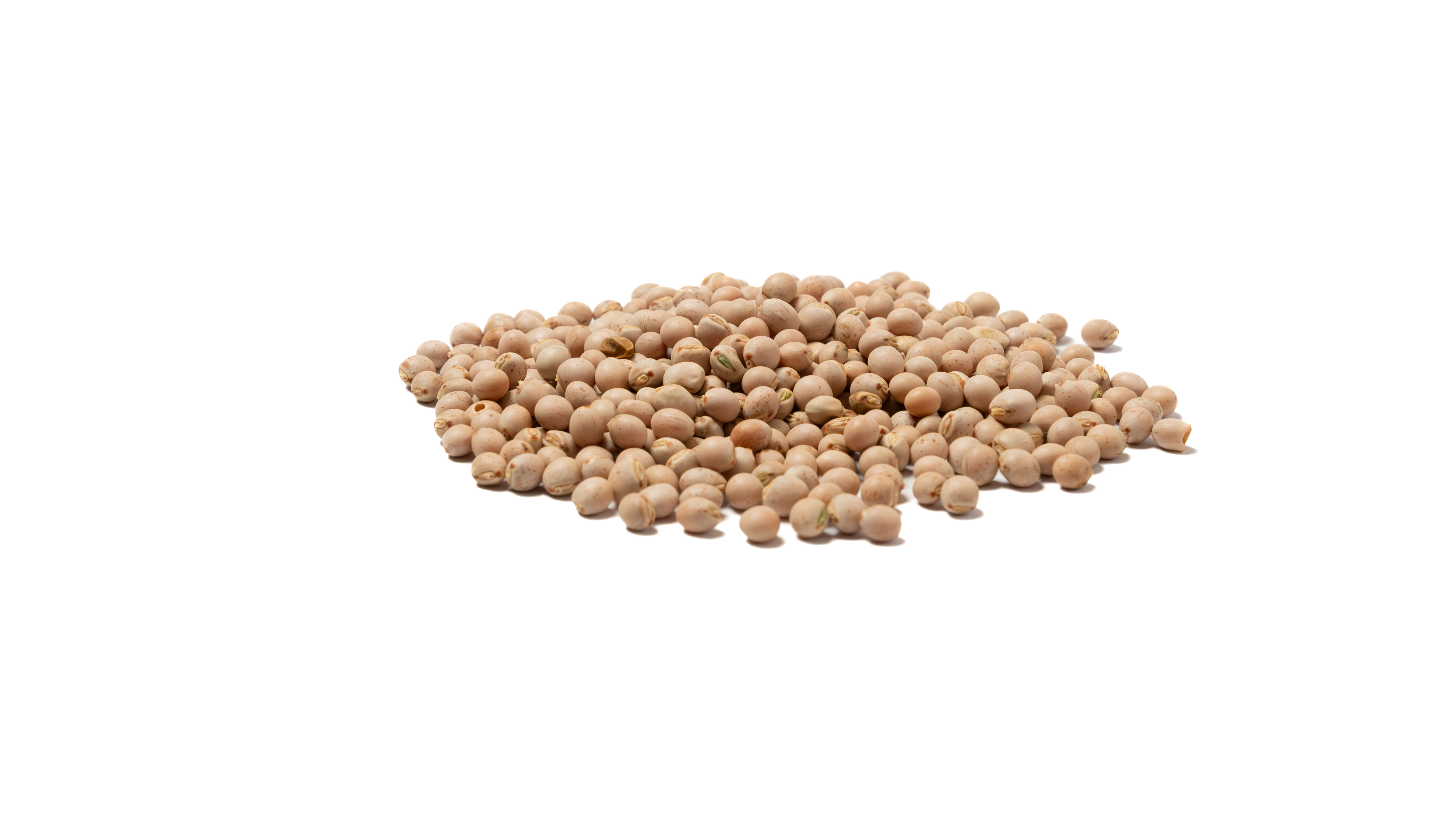 Pigeon Pea